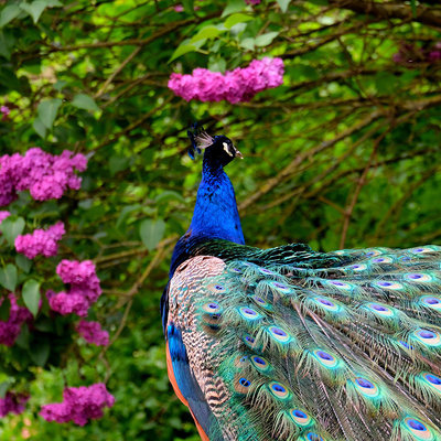 Pfau vor pink blühendem Rhododendron