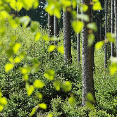 Schön ist (die Welt) der Wald